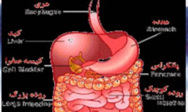 پربیوتیک ها و سلامت دستگاه گوارش پربیوتیک ها و سلامت دستگاه گوارش