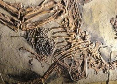 چگونه پرندگان بالدار شدند؟ ما ممکن است حلقه گمشده را در فسیل دایناسورها پیدا نموده باشیم